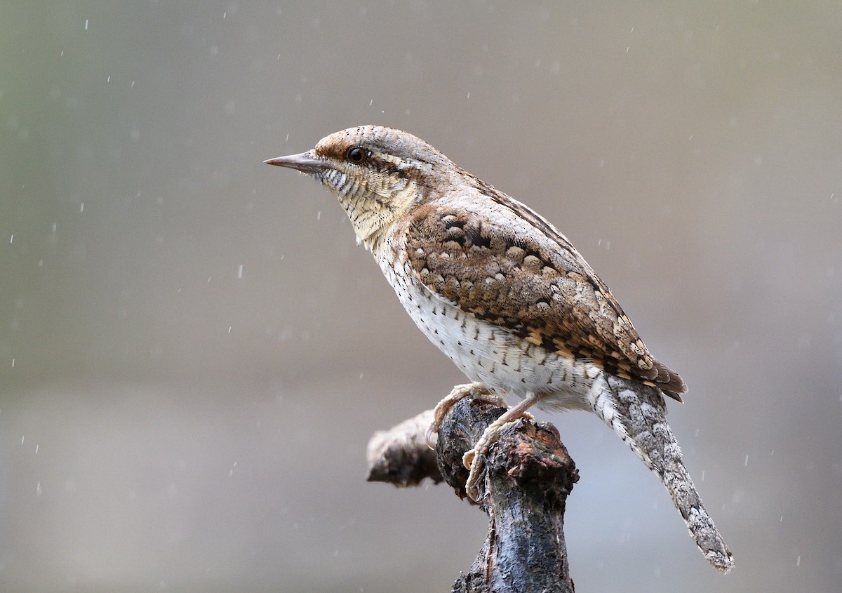 Eurasian Wryneck - ML433126781