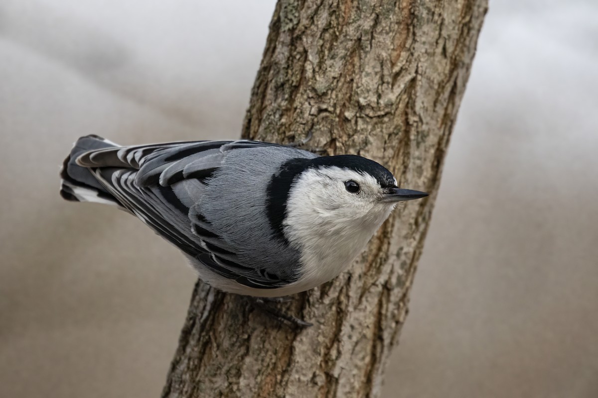 White-breasted Nuthatch - ML433128561