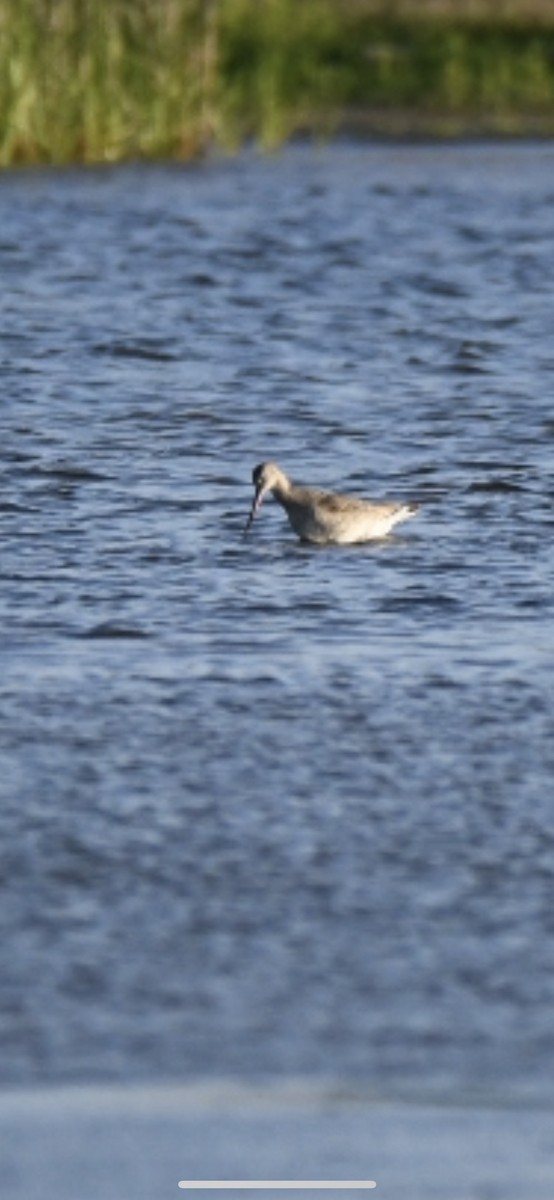 Hudsonian Godwit - ML433128601