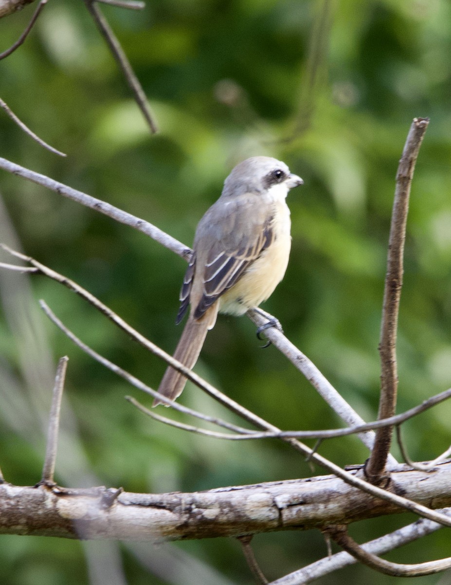 Brown Shrike (Philippine) - ML433128871