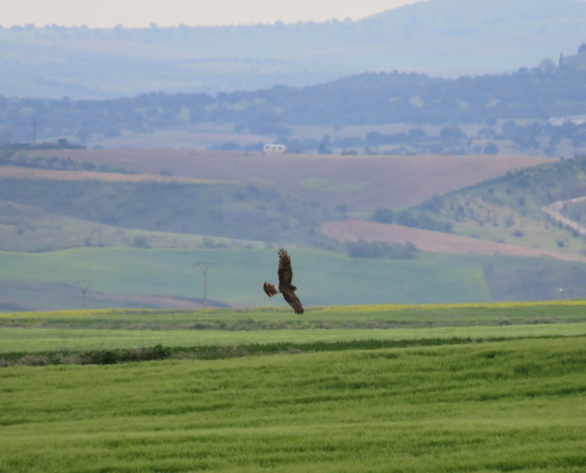 Hen Harrier - ML433129421