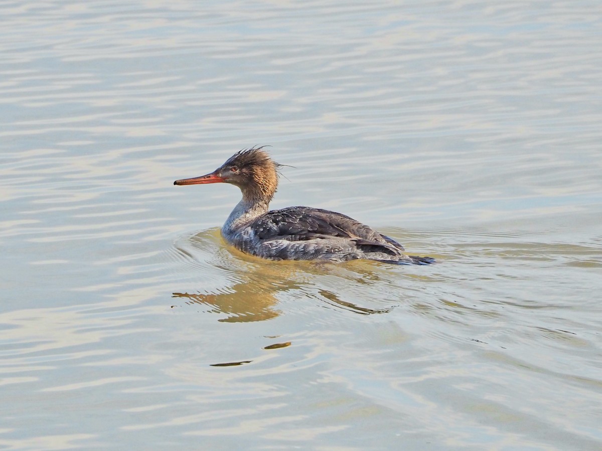 Red-breasted Merganser - Dani Siddle