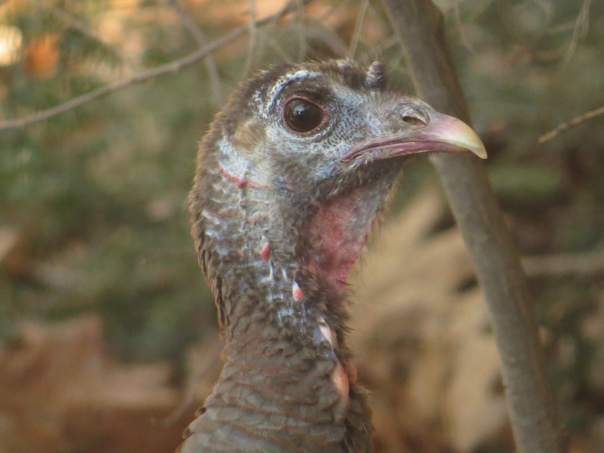 Wild Turkey - ML433130541