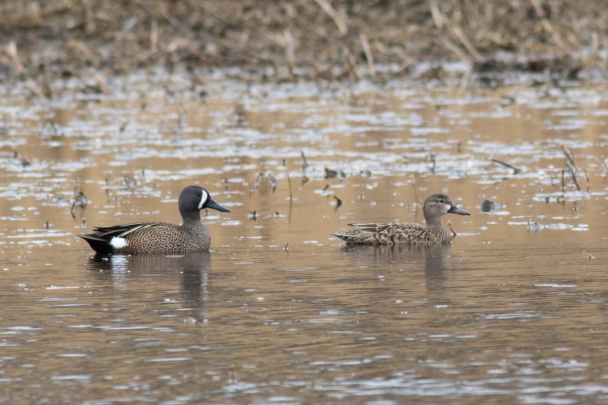 Sarcelle à ailes bleues - ML433130821