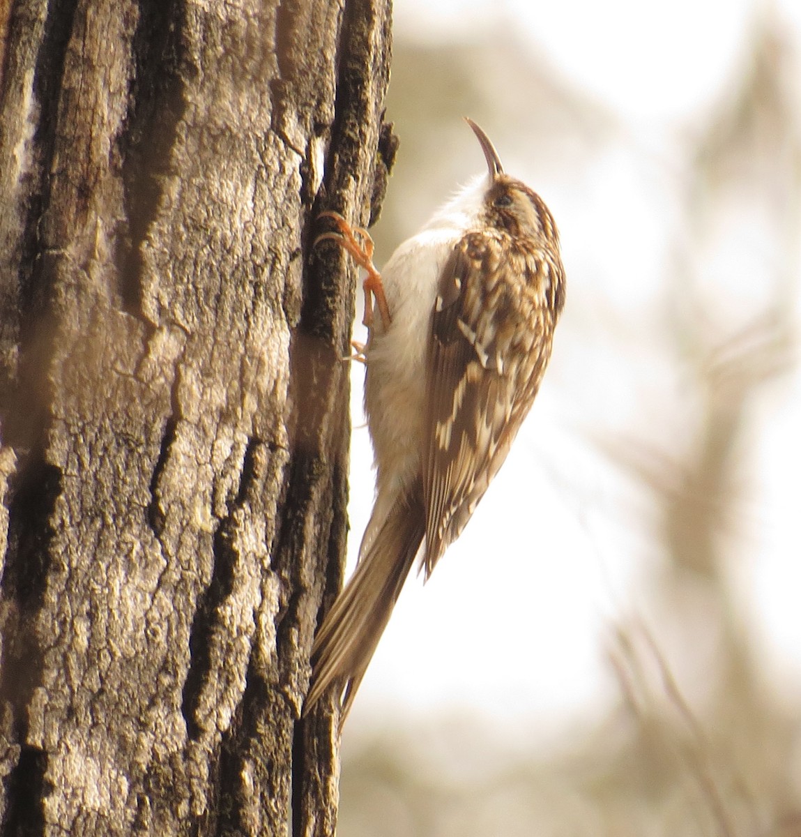 Brown Creeper - ML433130891