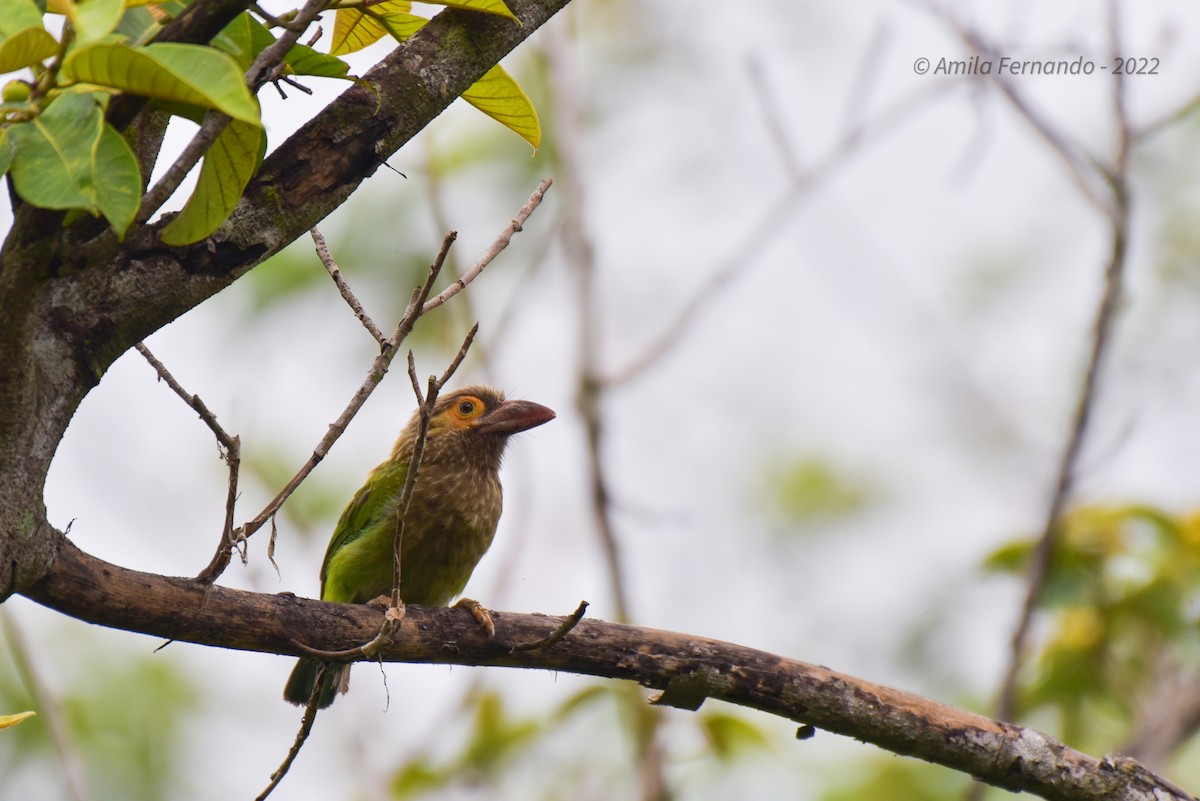 Kahverengi Başlı Barbet - ML433131641