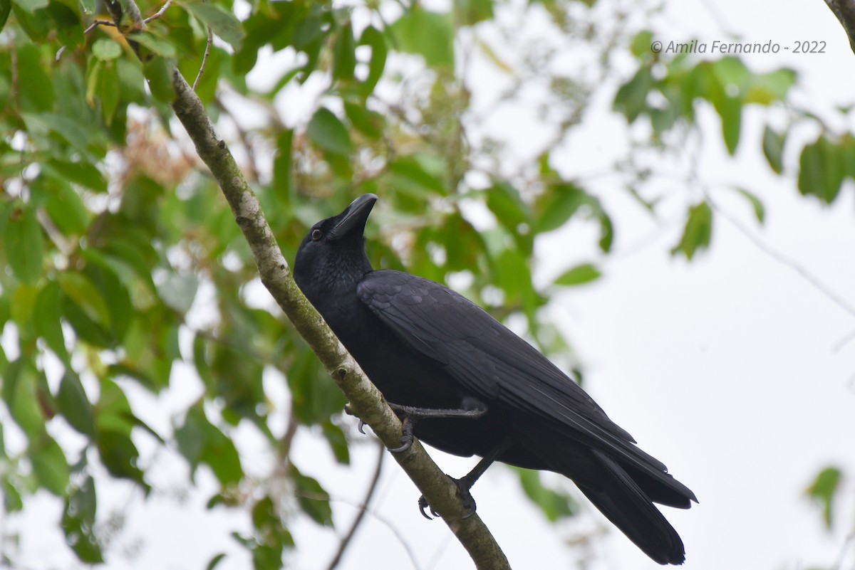 Large-billed Crow - ML433131661