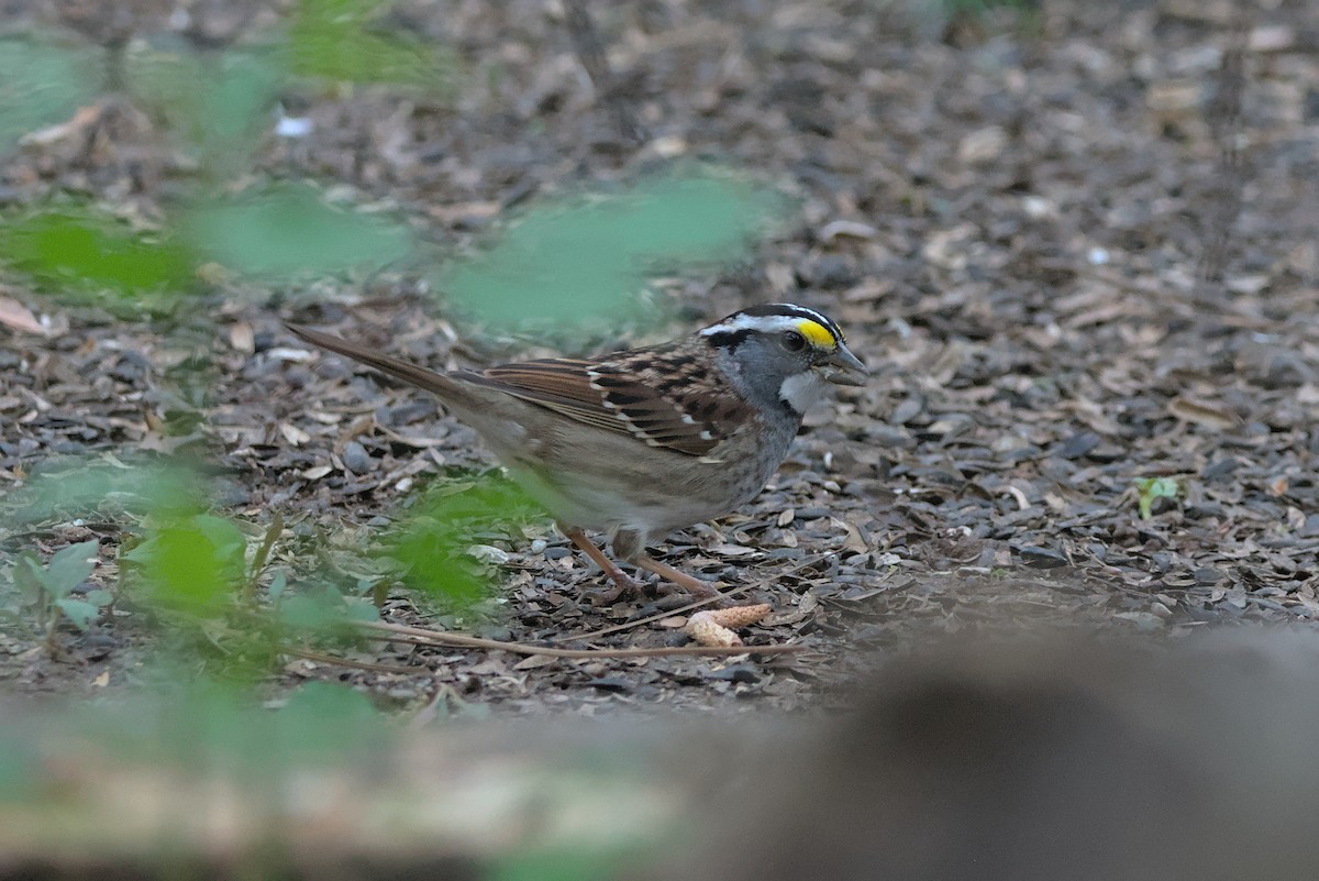 White-throated Sparrow - ML433132951