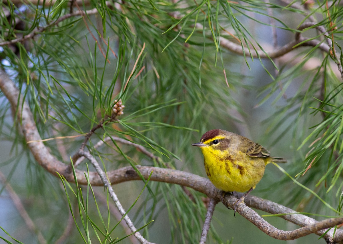 Palm Warbler (Yellow) - ML433134501