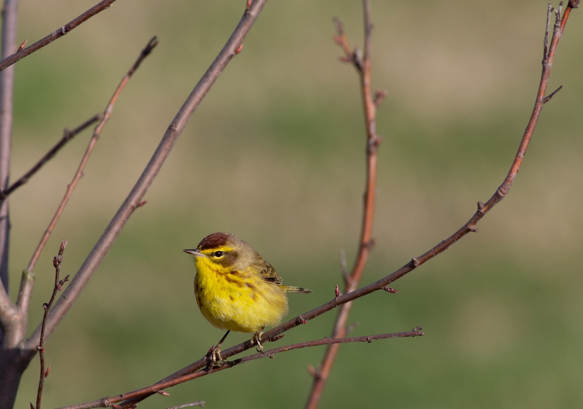 Palmenwaldsänger (hypochrysea) - ML433134531