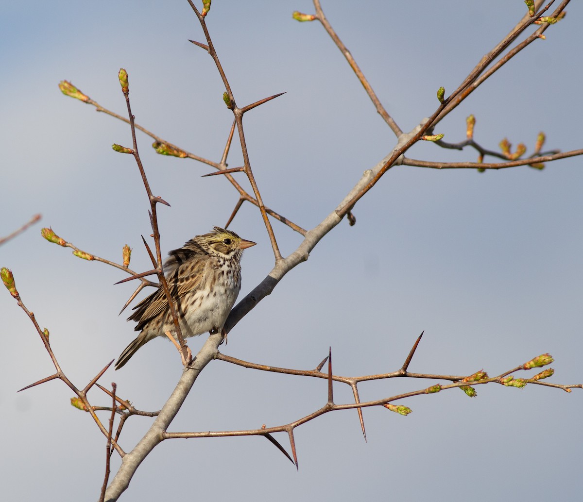 Savannah Sparrow (Savannah) - ML433134541