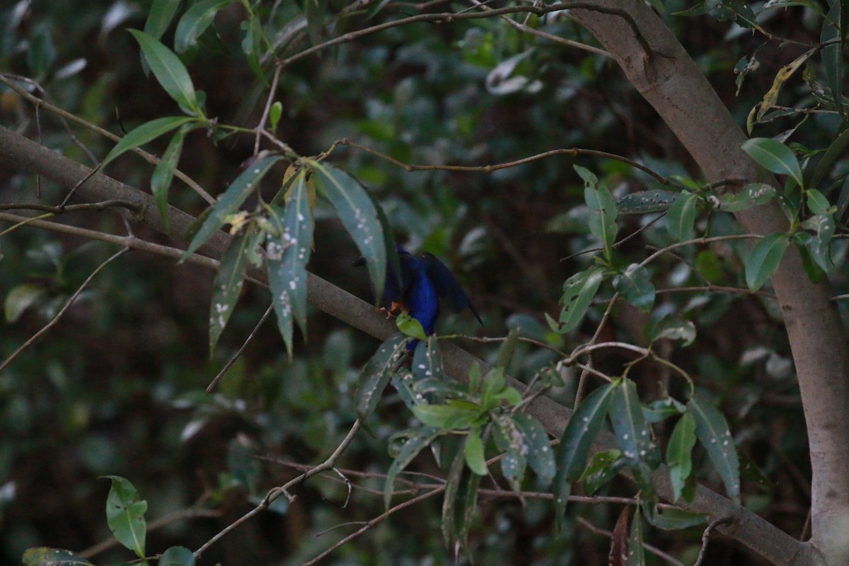 Azure Kingfisher - D England