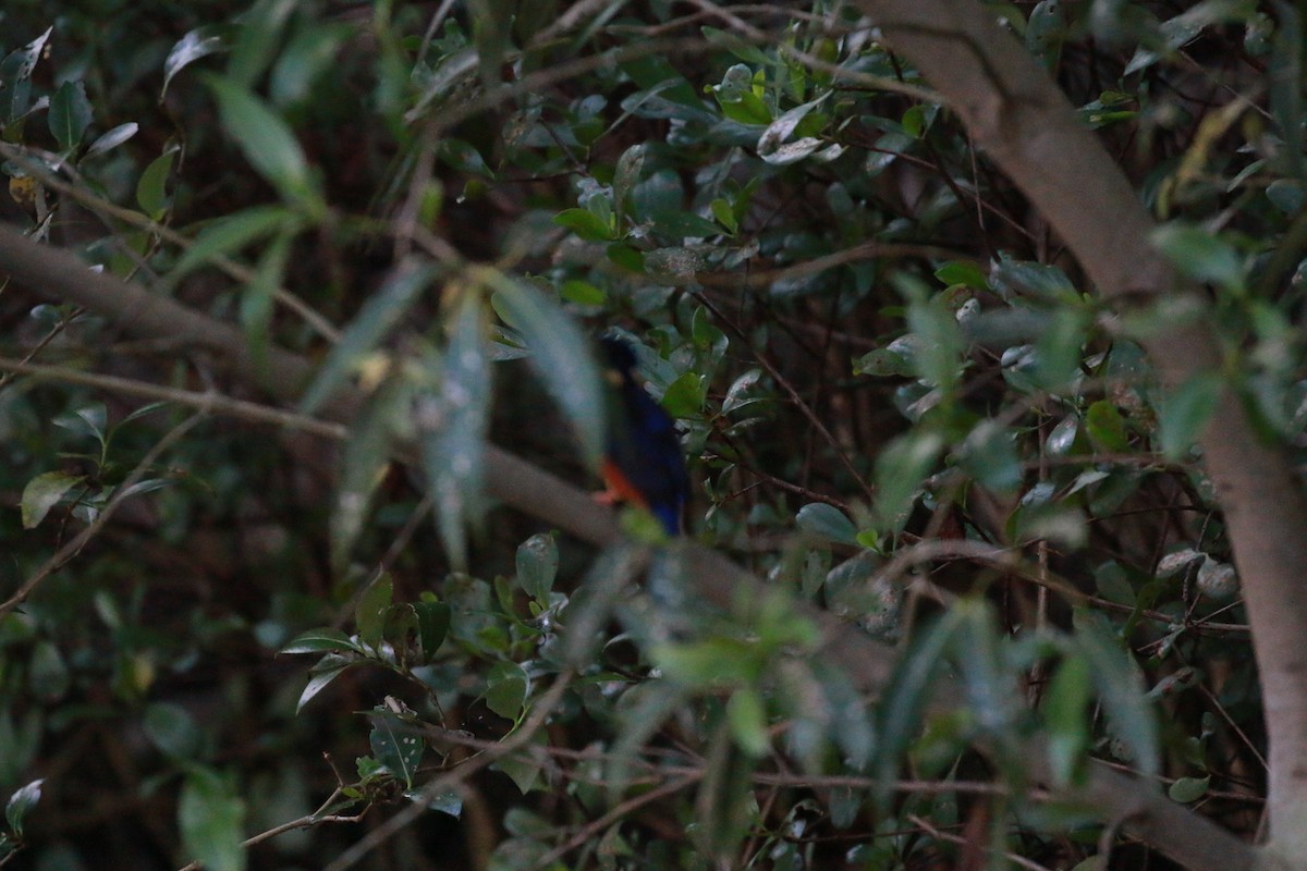 Azure Kingfisher - ML433134711