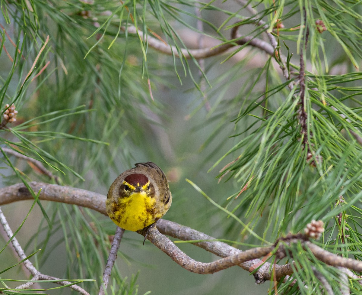 Palm Warbler (Yellow) - ML433134721