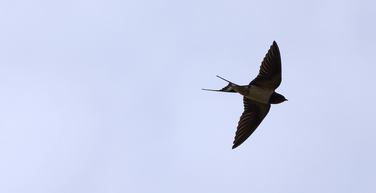 Barn Swallow - ML433135081