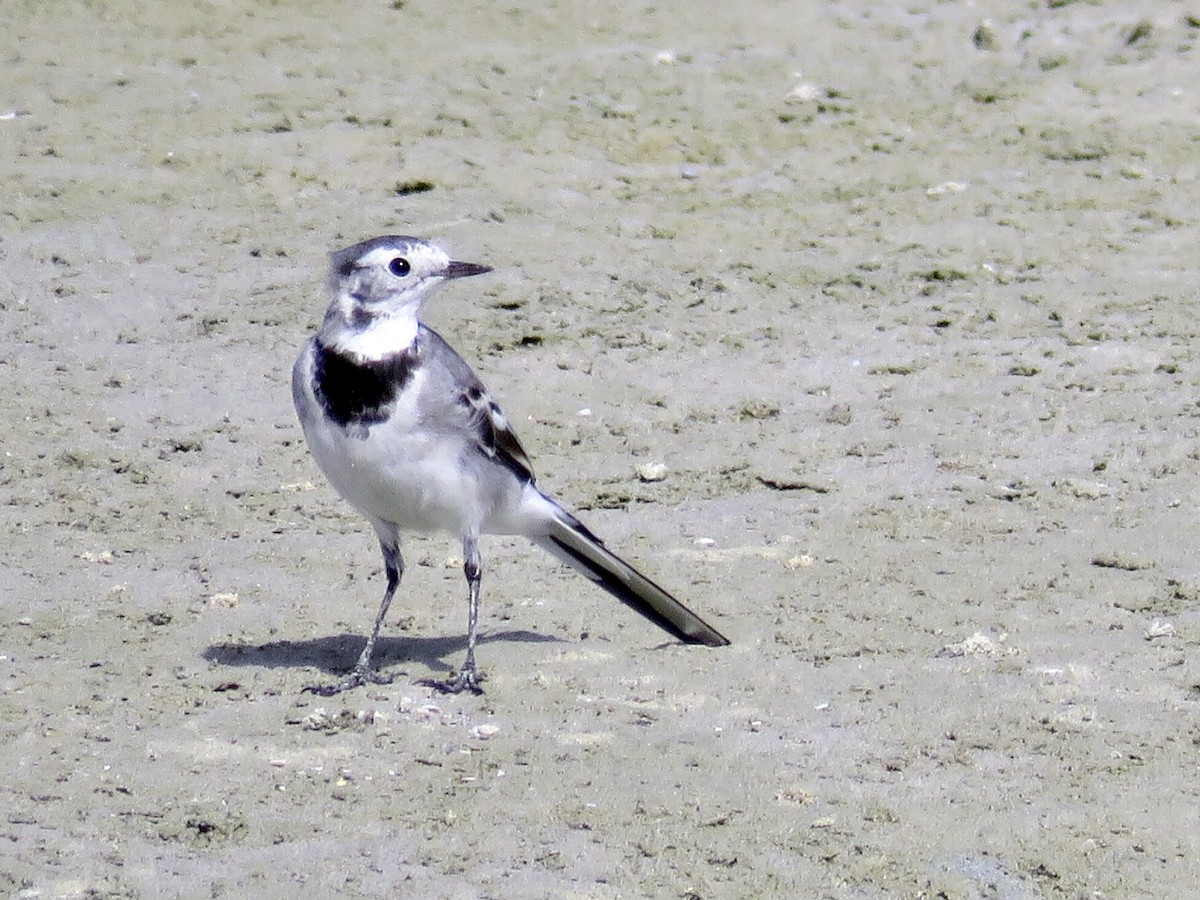 White Wagtail (White-faced) - ML433135771