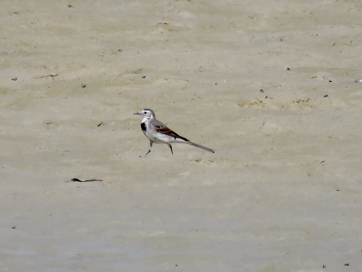 White Wagtail (White-faced) - ML433135791