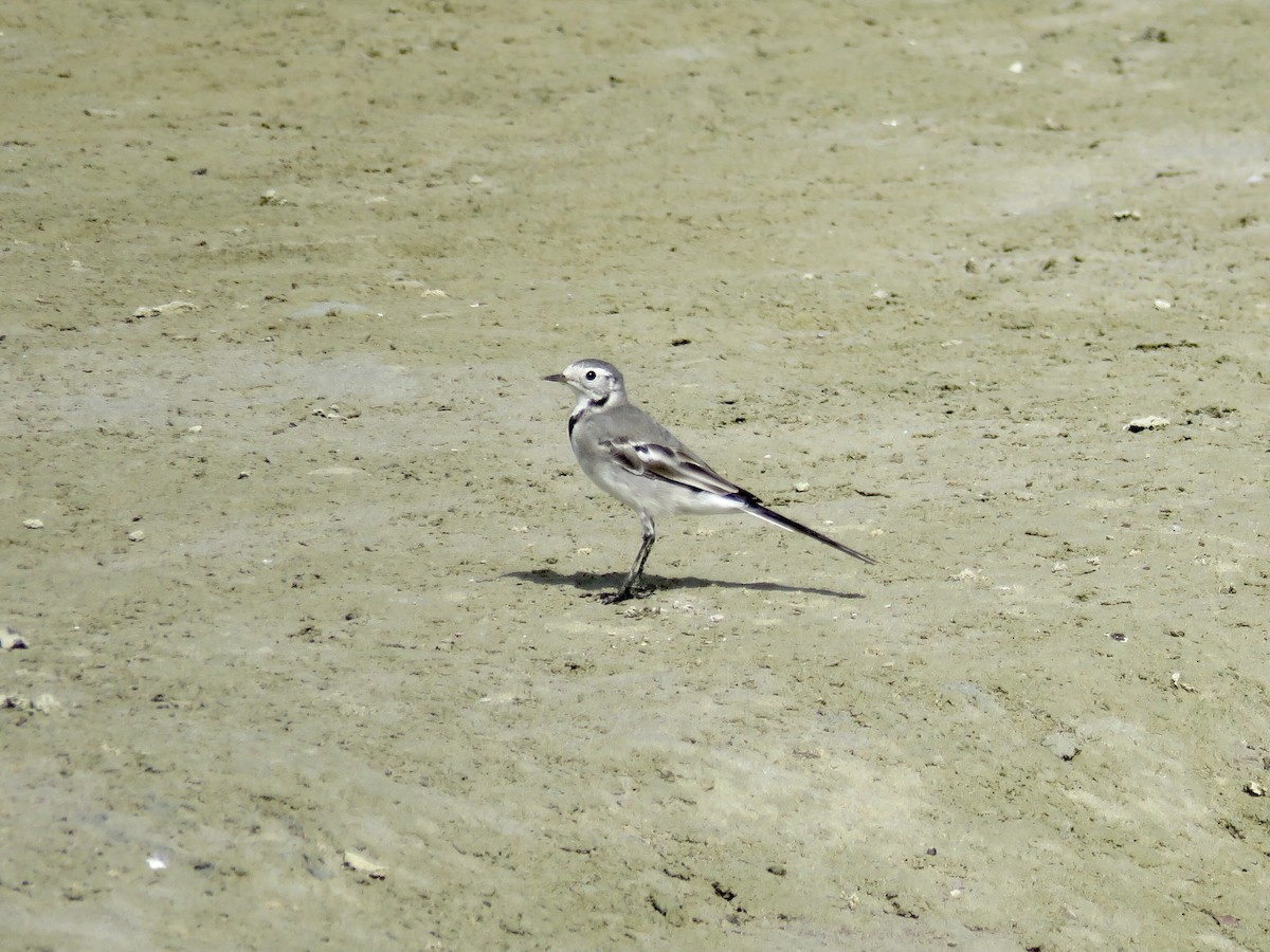 White Wagtail (White-faced) - ML433135801