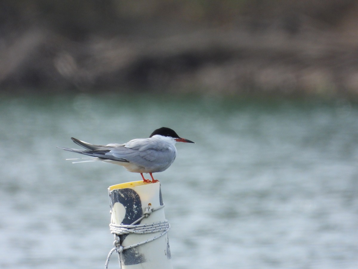 Whiskered Tern - ML433137311