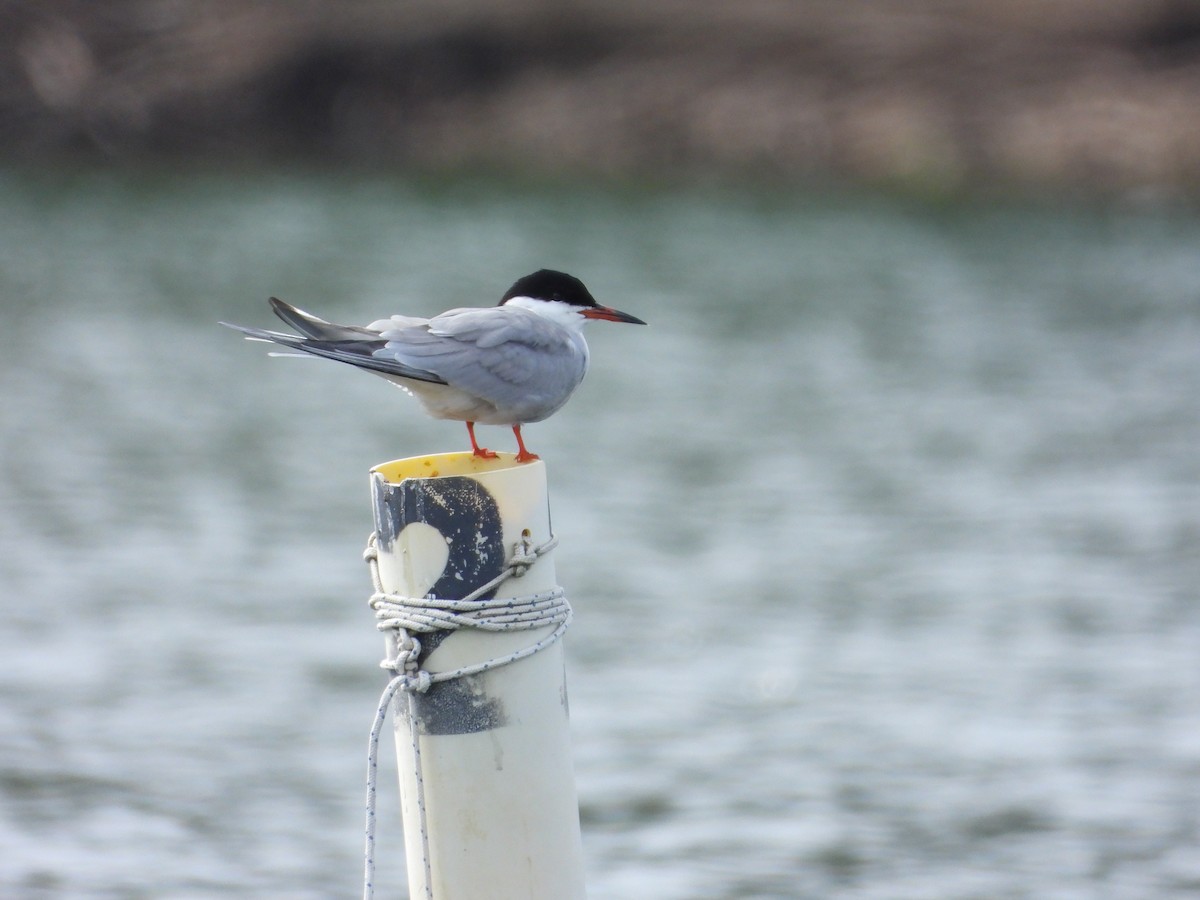 Whiskered Tern - ML433137321