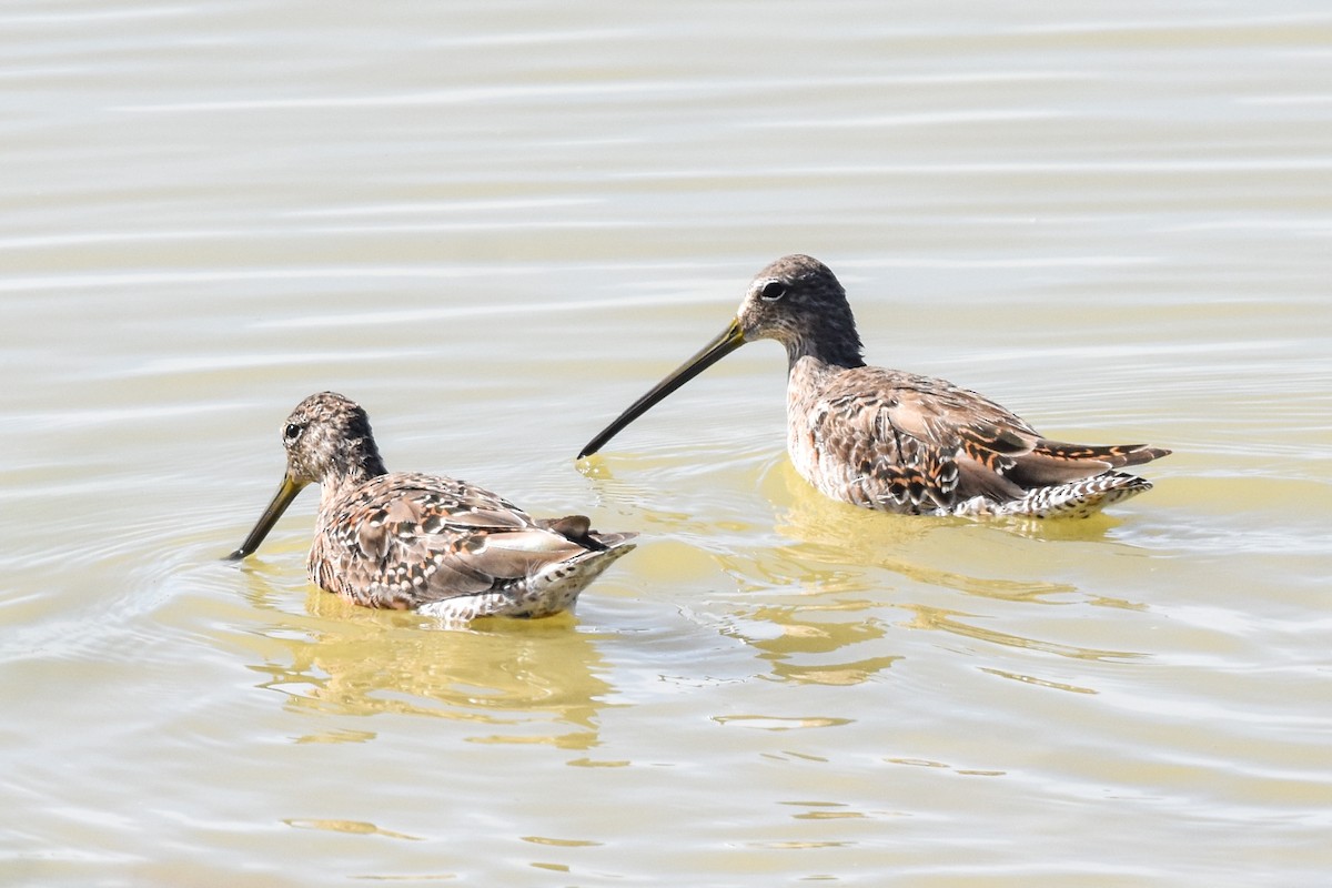 Long-billed Dowitcher - Ted Kavanagh