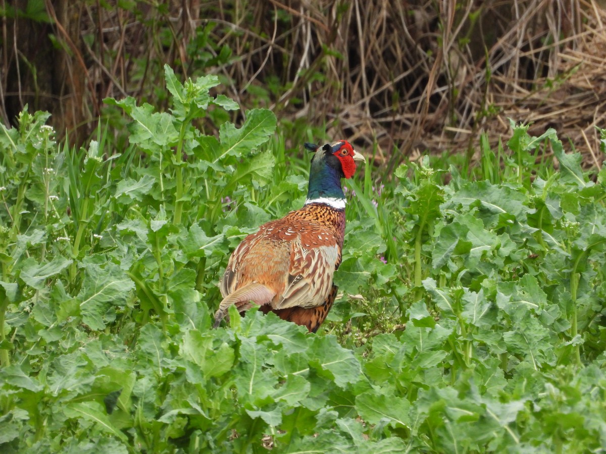 Ring-necked Pheasant - Josip Turkalj