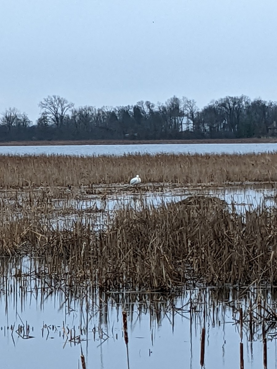 American White Pelican - ML433140141