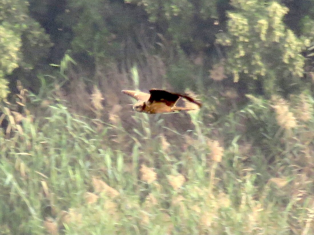 Western Marsh Harrier - GARY DOUGLAS