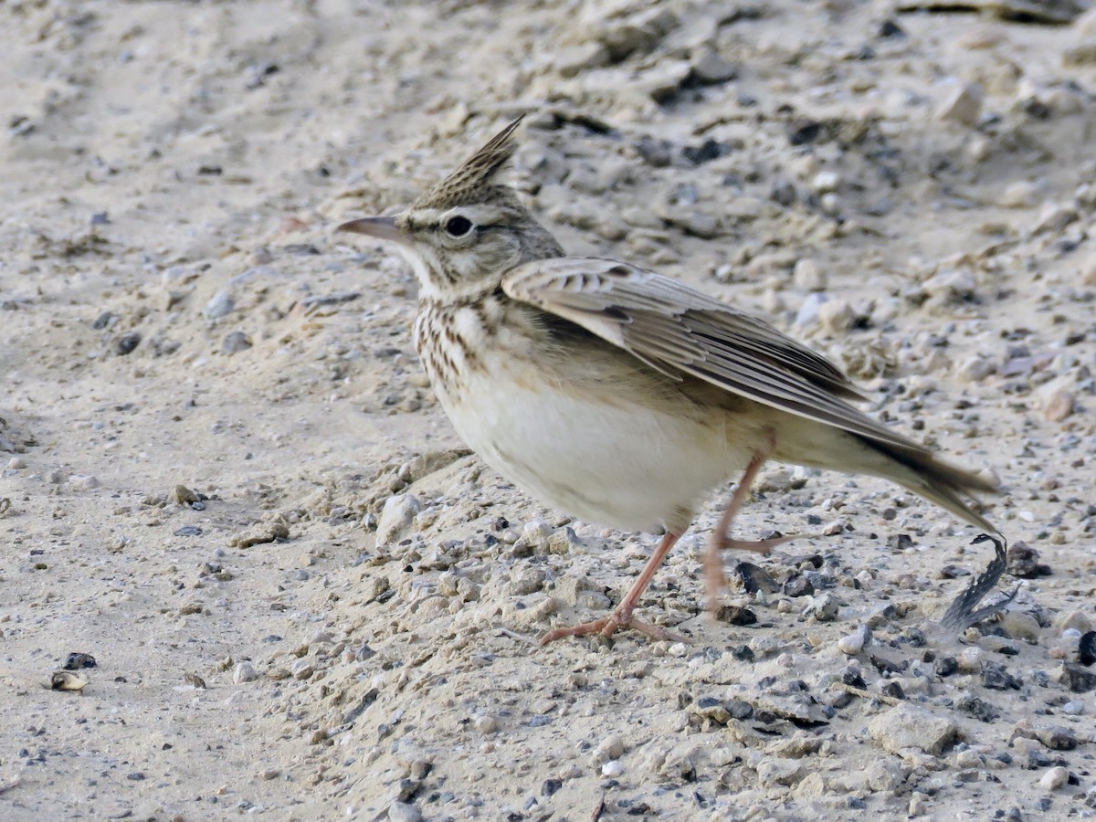 Crested Lark - GARY DOUGLAS