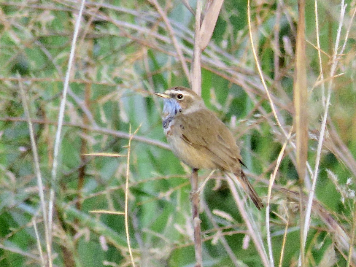 Bluethroat - GARY DOUGLAS