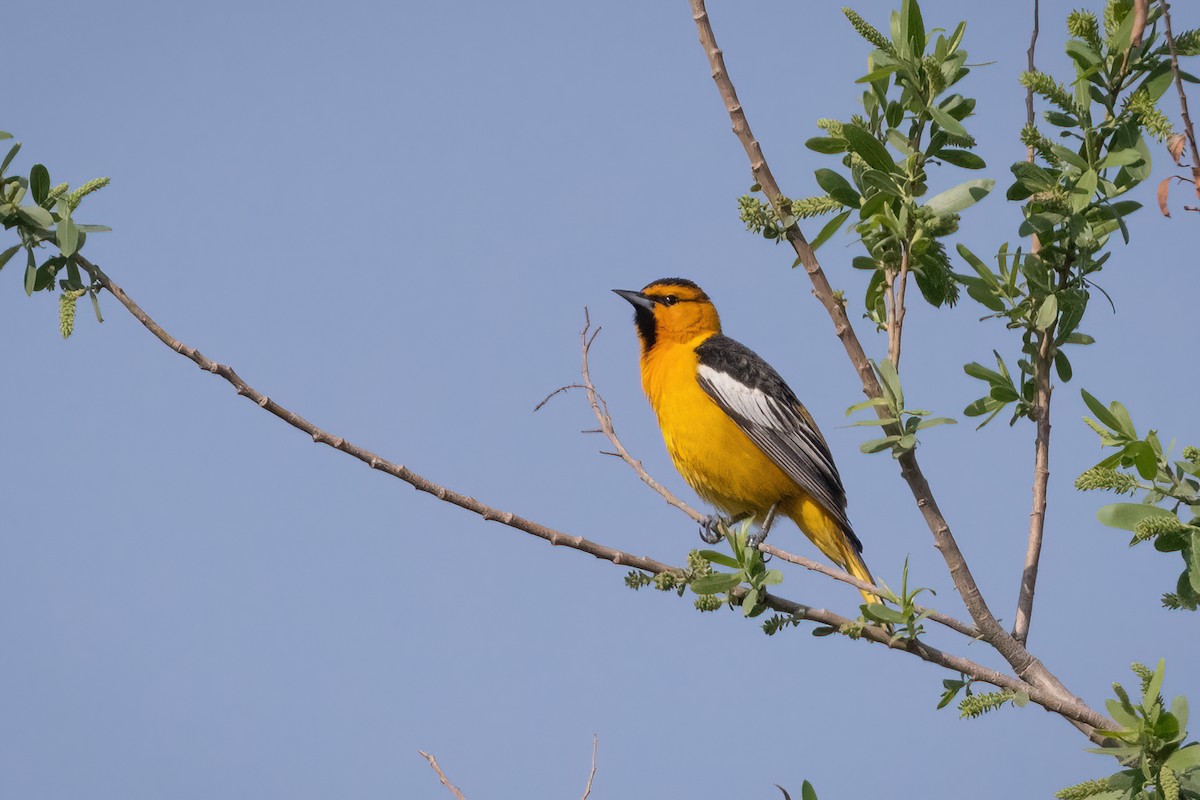 Bullock's Oriole - ML433141951