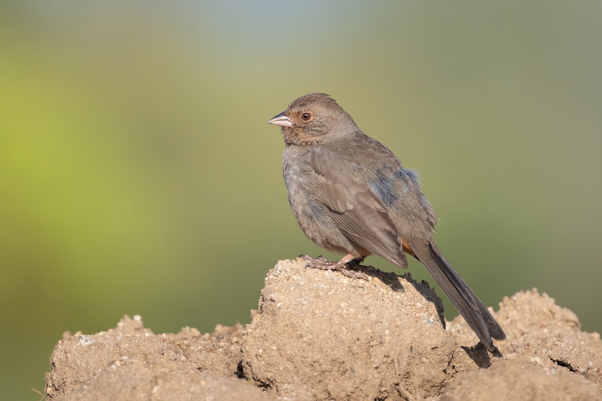 California Towhee - ML433144831