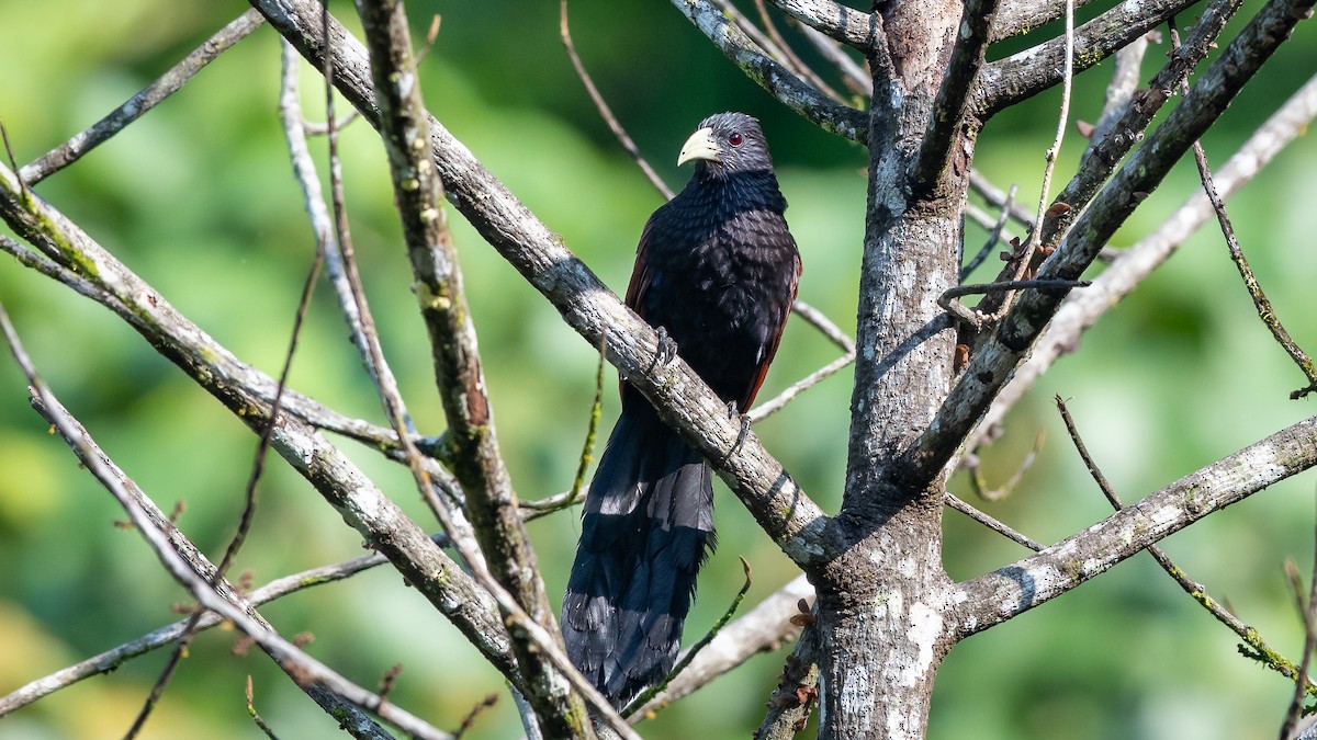 Green-billed Coucal - Mathurin Malby