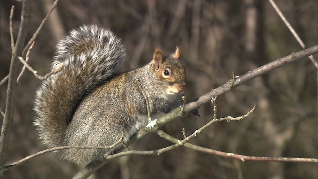 eastern gray squirrel - ML433147