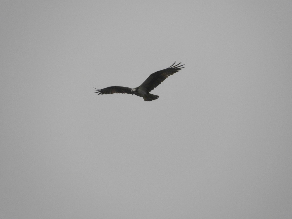 Osprey - ML433147831