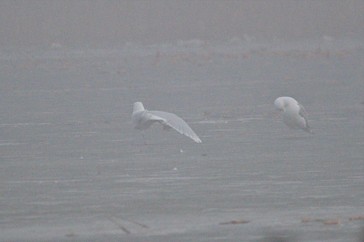 Glaucous Gull - ML433147861