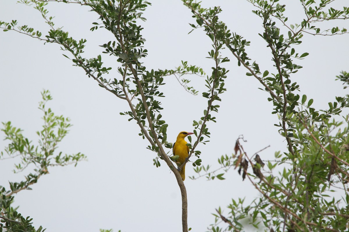 Indian Golden Oriole - ML433150661