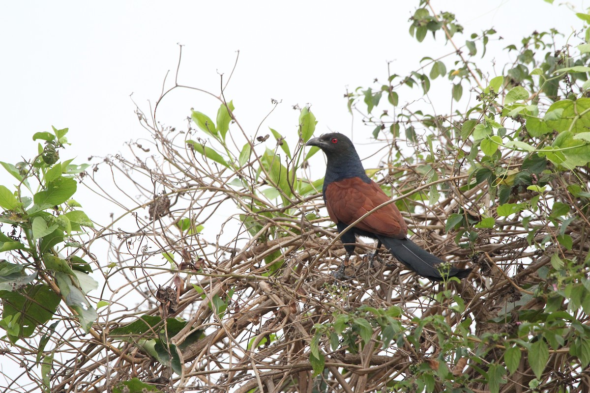 Grand Coucal (parroti) - ML433150781