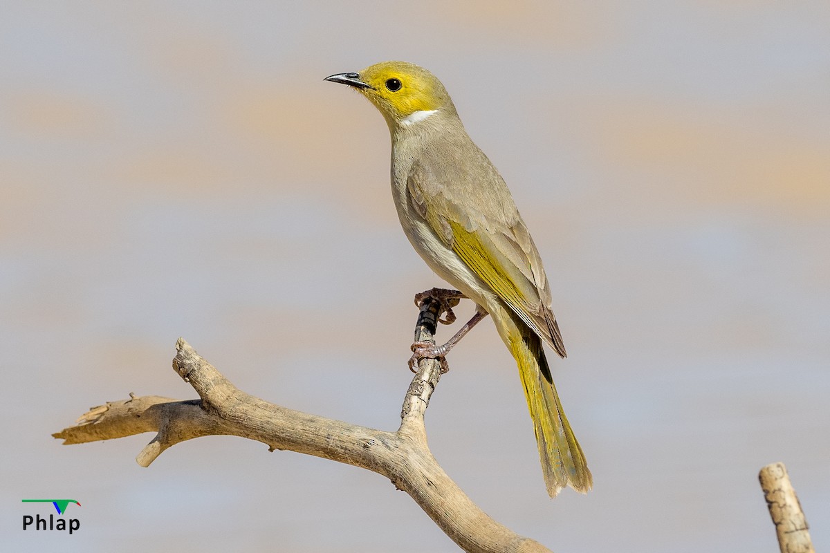 White-plumed Honeyeater - ML433150831