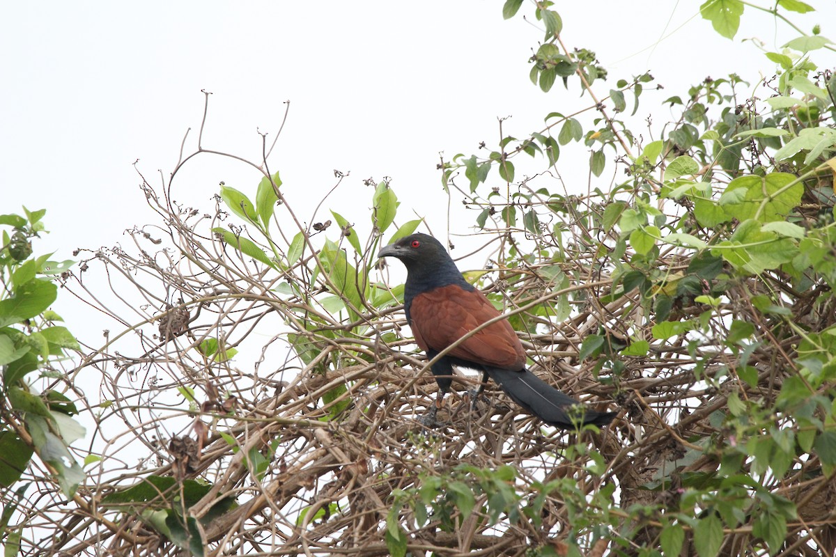 Grand Coucal (parroti) - ML433150931