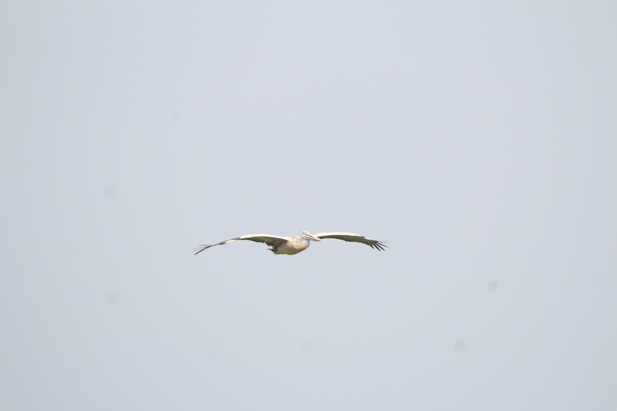 Spot-billed Pelican - ML433151061