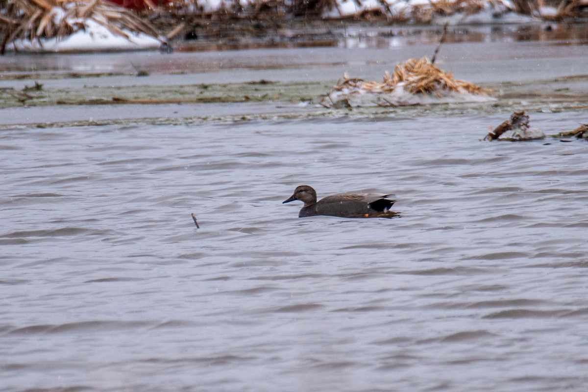 Gadwall - ML433151171