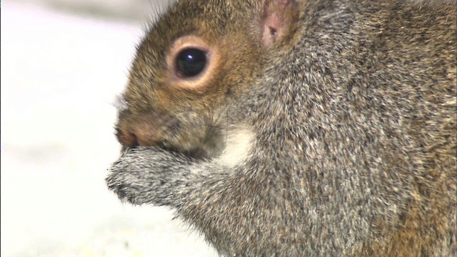 eastern gray squirrel - ML433155