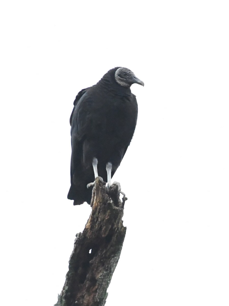 Black Vulture - ML433155451