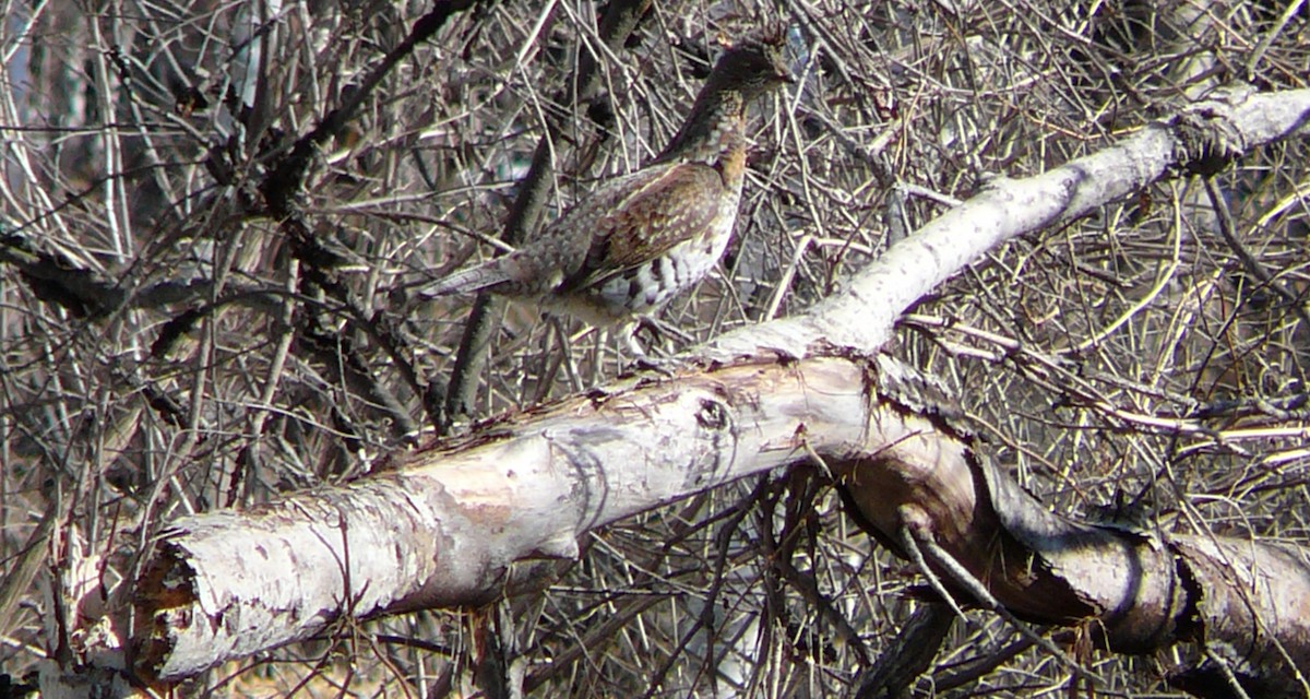 Ruffed Grouse - ML433155931