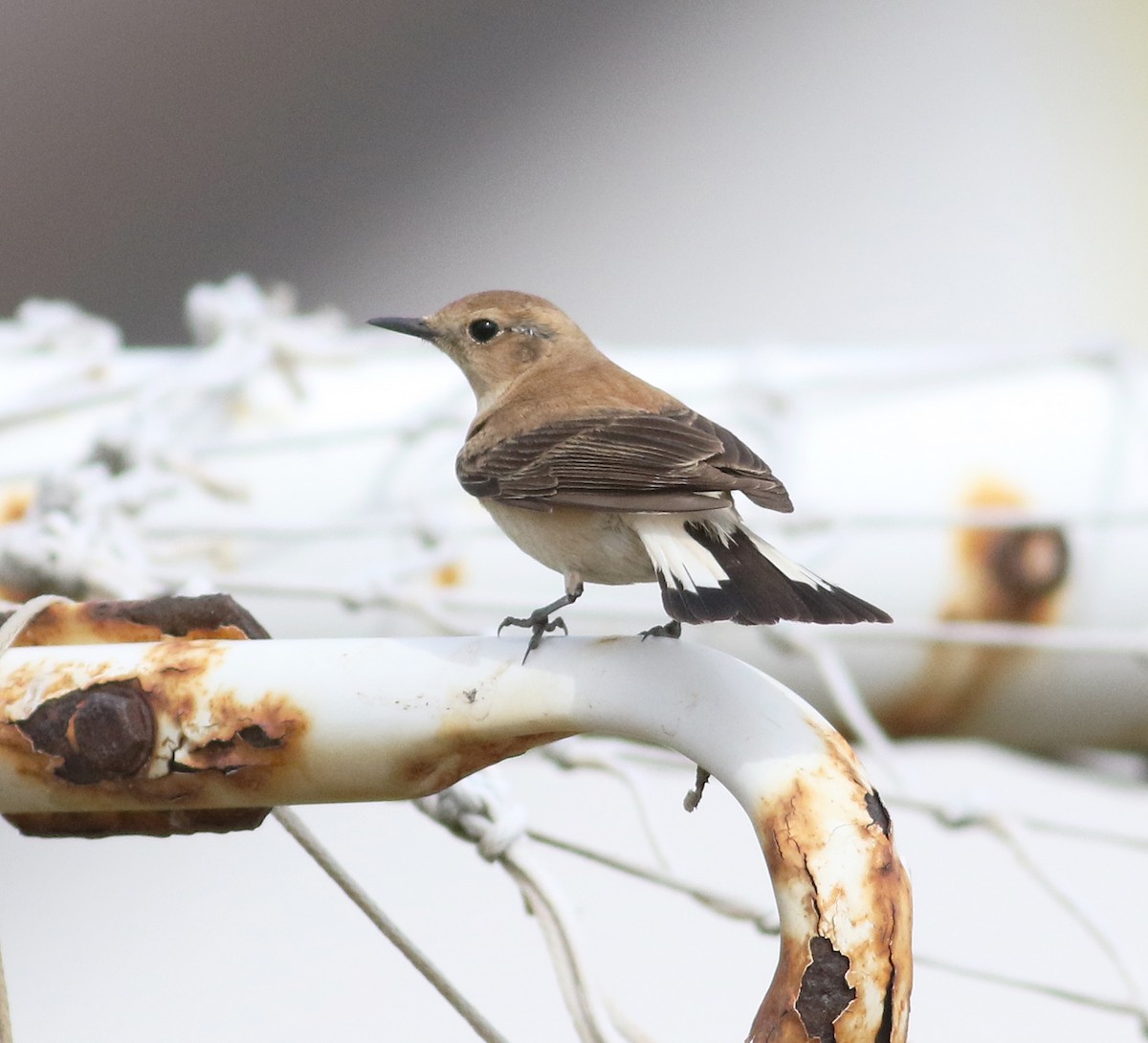 Western/Eastern Black-eared Wheatear - ML433157361