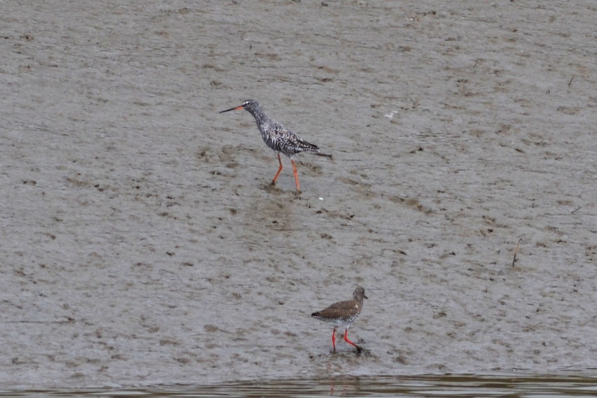 Spotted Redshank - Paulo  Roncon