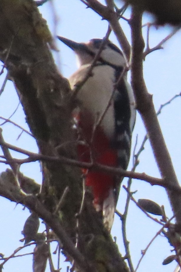 Great Spotted Woodpecker - ML433161031