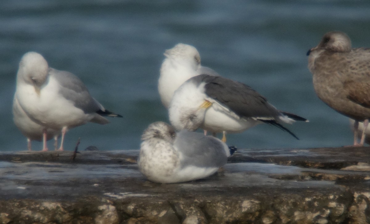 Lesser Black-backed Gull - ML43316571