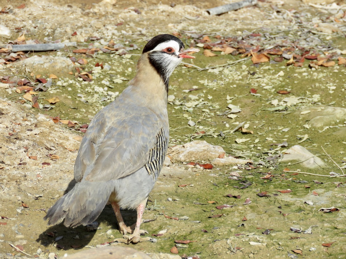 Arabian Partridge - GARY DOUGLAS